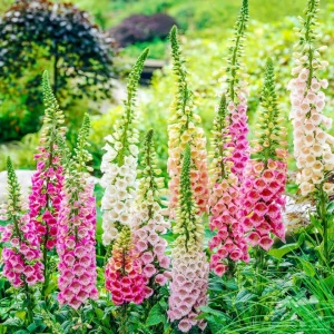Seminte de Digitalis Purpurea flori Degetar Mix, 0.7 grame, Opal